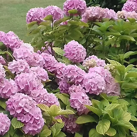 La Glycine Alojamento de Acomodação e Pequeno-almoço